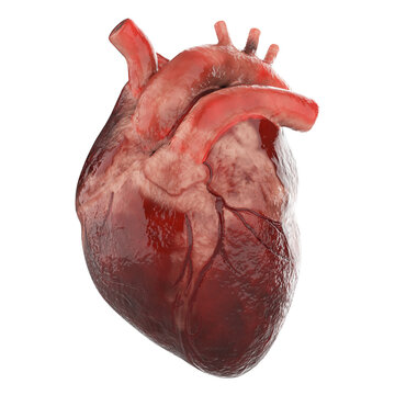 Heart Human Anatomy Realistc isolated 3D render Ilustration