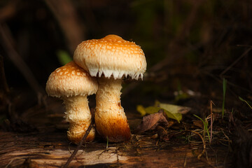 Close-up of a very interesting colorful pair of mushrooms, poplar sprout, pholiota populnea, autumn mushrooms