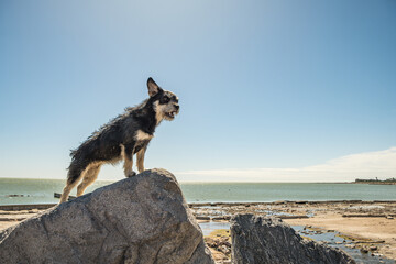 Perro mestizo posando sobre una piedra en Miramar, Mar Chiquita, Argentina