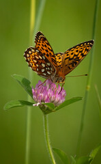 Fritillary on Clover