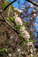 Branch full of blossoms on a flowering plum tree (prunus 'Elvins')