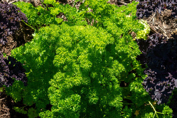 Curly leaf parsley (petroselinum crispum) growing in herb and vegetable garden