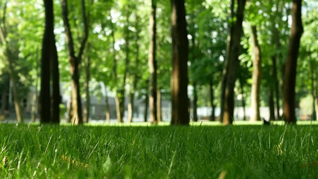 A beautiful city park with a perfect green lawn among even trees. Static shooting with focus on grass in sunny weather in summer.