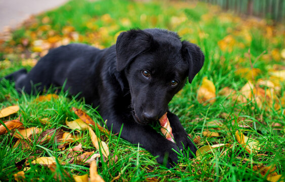 A black labrador puppy lies on the green grass and gnaws a bone. The dog is four months old. Autumn. Walking the dog. The photo is blurred.