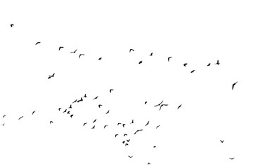 A flock of black birds are flying in the sky isolated against a white background
