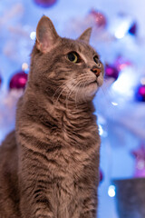 a cat in front of a festively decorated christmas tree