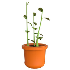 Plant With Pot isolated 3D render Ilustration