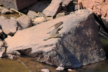 Nile monitor lizard enjoying the sun on the river rock in Pilanesberg, South Africa