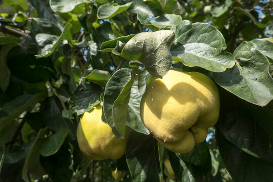 Quitten (Cydonia oblonga; Syn. Cydonia vulgaris)