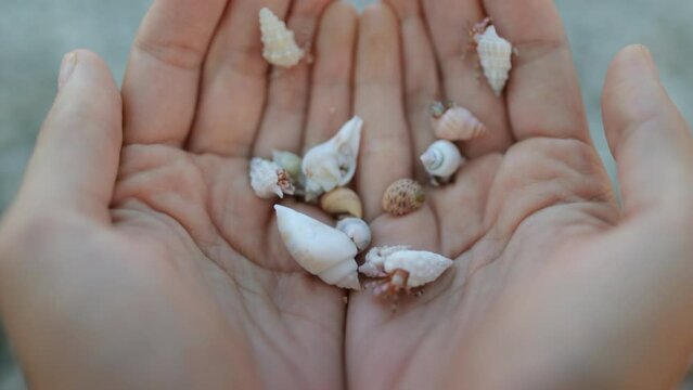 Beach shells treasures. Person holding hermit crabs in hands on beach. Human arms full of small funny crustaceans moving in beautiful different shells. Close up, selective focus