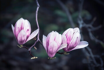 Close-up of a pink magnolia flowers on a twig, on dark blurred natural background