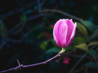 Close-up of a pink magnolia flower on a twig, on a dark blurred background
