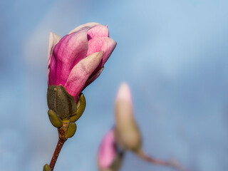 Close-up of a pink magnolia flowers on a twig, on a blue background