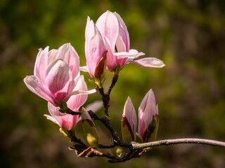 Close-up of a pink magnolia flowers on a twig, with blurred natural background