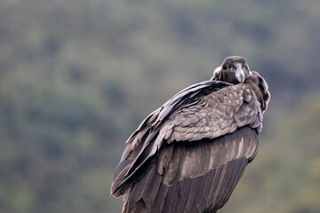 Female Andean condor (Vultur gryphus) in the wild, looking directly at photographer.
