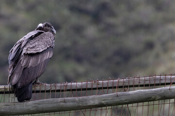 Female Andean condor (Vultur gryphus) in the wild. 
