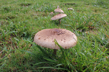 mushrooms in a field in the mountains