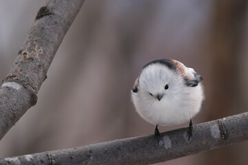 冬毛を纏ったシマエナガが枝に止まっていた
