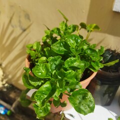 fresh basil leaves