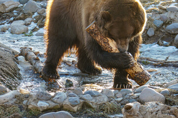 Obraz premium brown bear in the snow