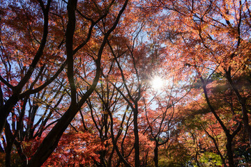 真っ赤に紅葉した紅葉の森と注ぎ込む太陽の光