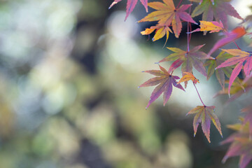 秋のもみじのクローズアップ　テキストスペースあり