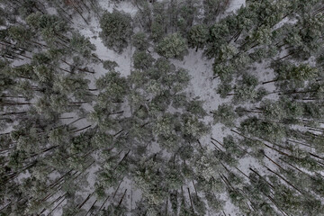 Aerial vertical view of the winter forest, Lithuania