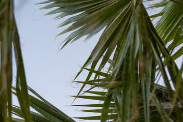 Intricate Palm Frond Canopy