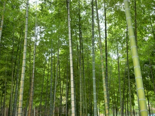 Fototapeta premium 竹林