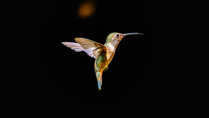 hummingbird in flight