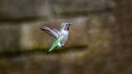 blue tailed hummingbird in flight