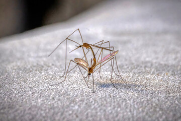 Mosquitos 