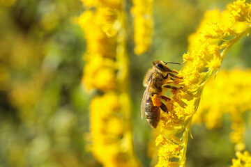 Honeybee collecting nectar from yellow flowers outdoors, closeup. Space for text