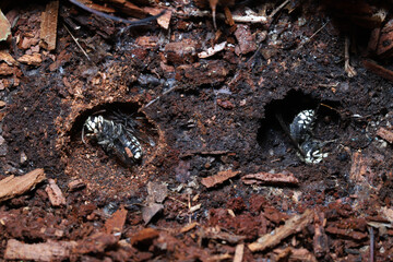 Close-up of two bald-faced hornet (Dolichovespula arenaria) queens in hollows spaces under a log.  They will hibernate through the winter, and then emerge in the spring to start separate nests. 
