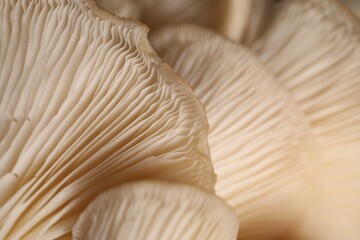 Macro view of fresh oyster mushrooms as background