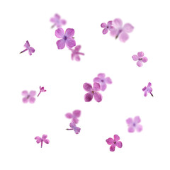 Beautiful lilac flowers falling on white background