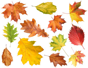 Naklejka na ściany i meble Many different bright autumn leaves isolated on white