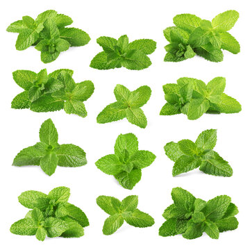 Fresh mint leaves isolated on white, set