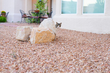 Curious Cat Peeking Behind Garden Rocks