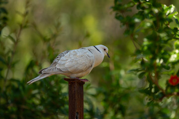 Eurasian collared dove perched on a metal post, in the garden against a green tree background