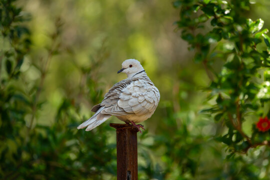 Eurasian collared dove perched on a metal post, in the garden against a green tree background