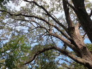 Branches Outstretched towards the sky