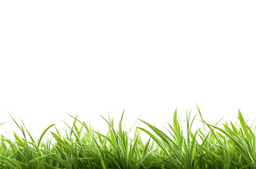 Grass on a isolated background, transparent png