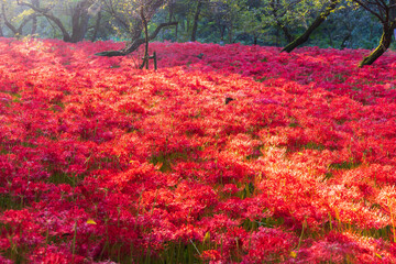 日本の風景　埼玉県日高市　巾着田の曼珠沙華