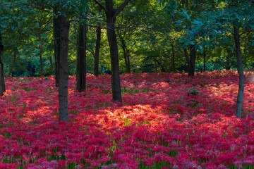 日本の風景　埼玉県日高市　巾着田の曼珠沙華