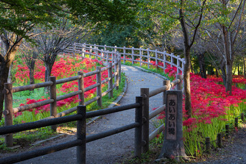 日本の風景　埼玉県日高市　巾着田の曼珠沙華