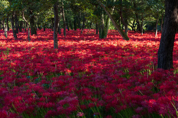 日本の風景　埼玉県日高市　巾着田の曼珠沙華