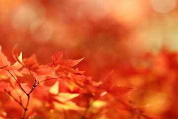 日本の秋の紅葉