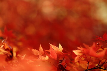 日本の秋の紅葉