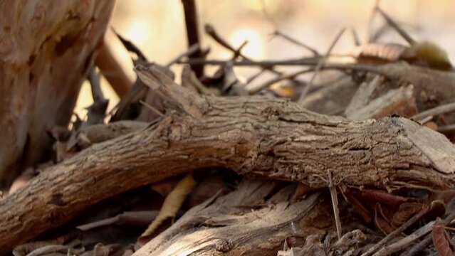Slow motion of the lizard moving out of the cut-off tree branch